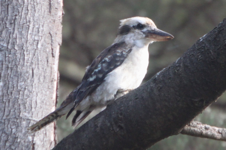 kookaburra